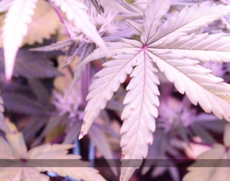 Cannabis Legalisation – The Arguments